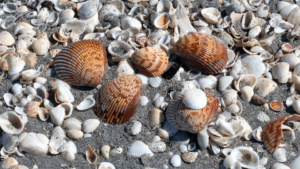Sanibel Island's famous sea shells
